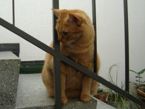 Katze Lili auf der Treppe